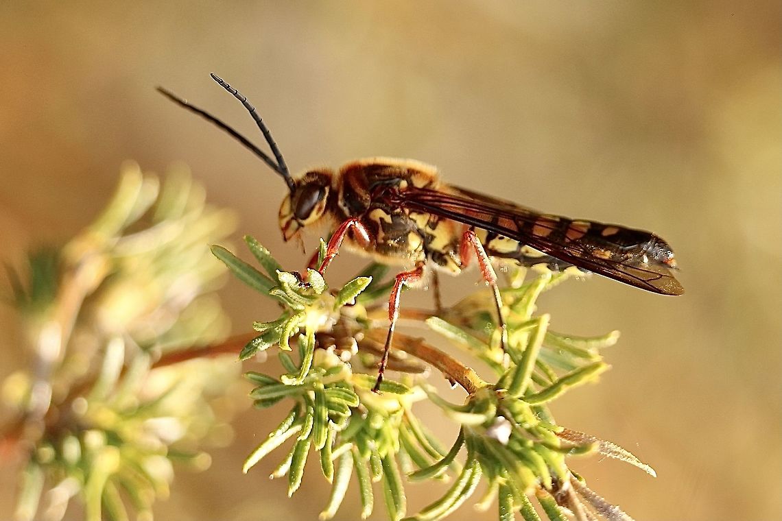 Flower wasp in genus -Catocheilus  Australia,Eamw wasps,Geotagged,Spring