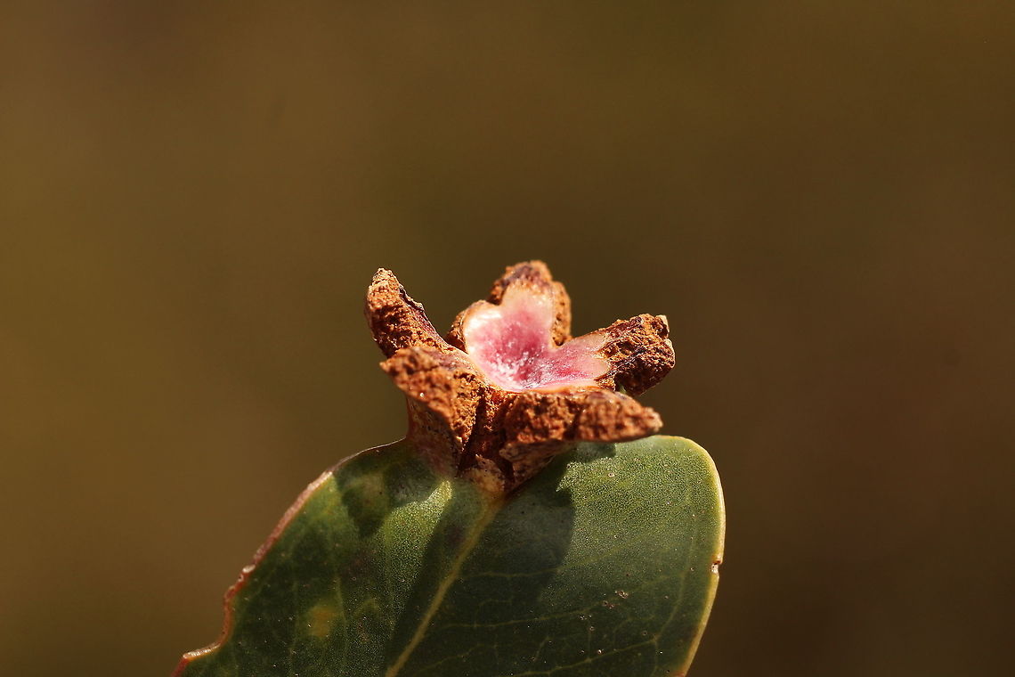 Gall wasp structure , genus Andrecicus?  Australia,Eamw galls,Geotagged,Spring