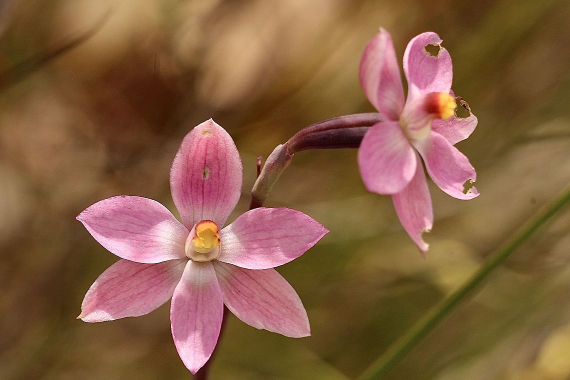 Salmon sun orchid - Thelymitra rubra  Australia,Eamw flora,Eamw orchids,Eamw orchids Thelymitra,Geotagged,Orchid September,Salmon sun orchid,Spring,Thelymitra rubra