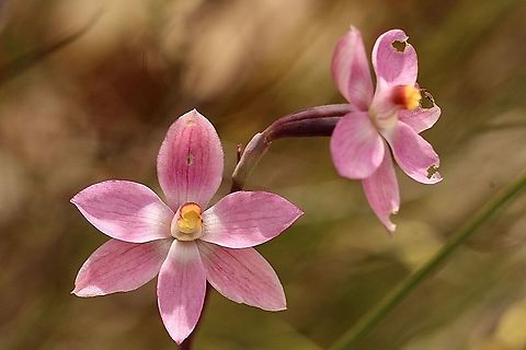 Salmon sun orchid - Thelymitra rubra  Australia,Eamw flora,Eamw orchids,Eamw orchids Thelymitra,Geotagged,Orchid September,Salmon sun orchid,Spring,Thelymitra rubra