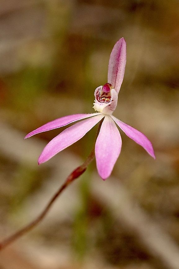 Pink finger orchid  - Caladenia carnea  Australia,Caladenia carnea,Eamw flora,Eamw orchids,Geotagged,Orchids October,Pink fingers orchid,Spring
