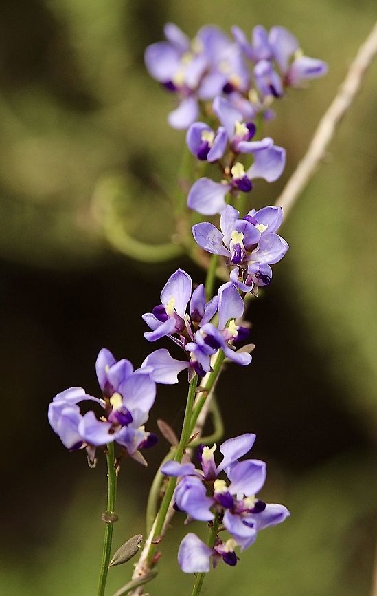 Love Creeper - Comesperma volubile  Australia,Comesperma volubile,Eamw flora,Geotagged,Love Creeper,Spring