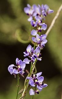 Love Creeper - Comesperma volubile Australia,Comesperma volubile,Eamw flora,Geotagged,Love Creeper,Spring