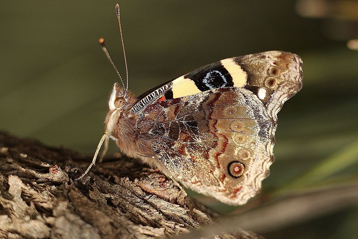 Yellow admiral - Vanessa itea  Australia,Eamw butterflies,Geotagged,Spring,Vanessa itea,Yellow admiral