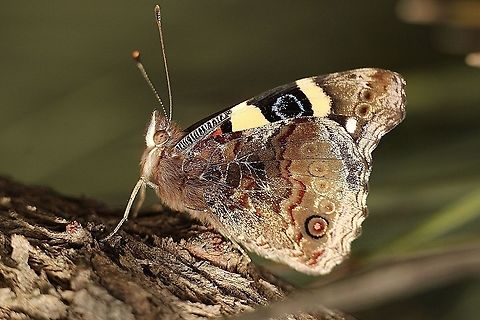 Yellow admiral - Vanessa itea  Australia,Eamw butterflies,Geotagged,Spring,Vanessa itea,Yellow admiral
