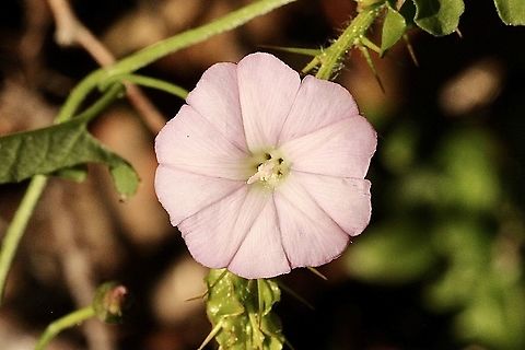 Australian Bindweed - Convolvulus angustissimus  Australia,Convolvulus angustissimus,Eamw flora,Geotagged,Spring