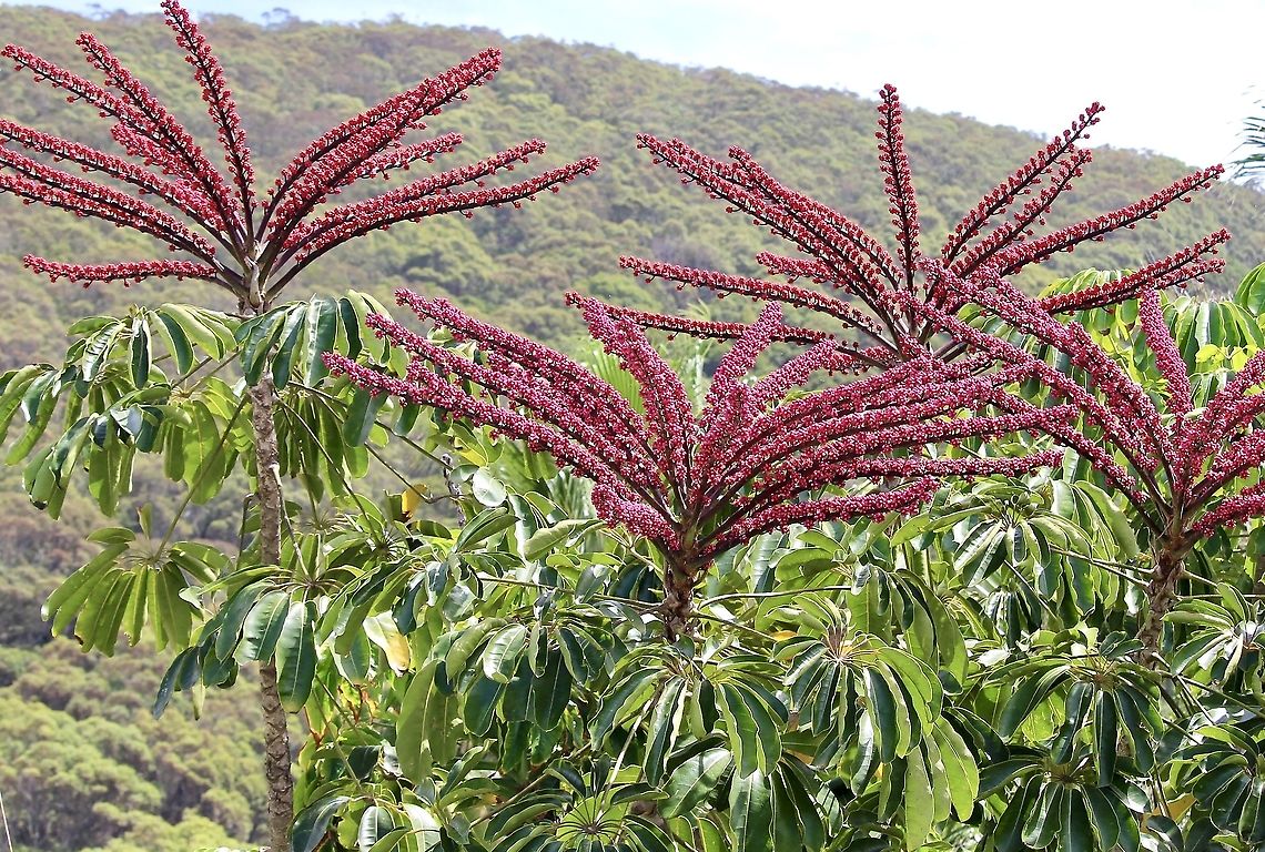Australian umbrella tree - Heptapleurum actinophyllum  Australia,Eamw flora,Geotagged,Heptapleurum actinophyllum,Summer