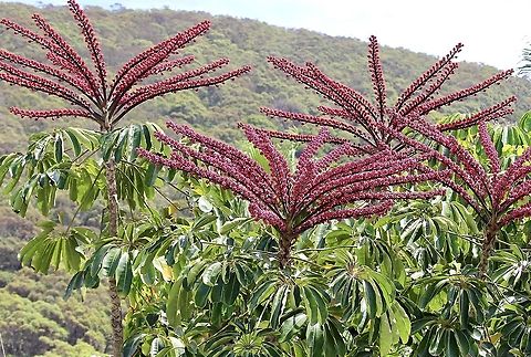 Australian umbrella tree - Heptapleurum actinophyllum  Australia,Eamw flora,Geotagged,Heptapleurum actinophyllum,Summer