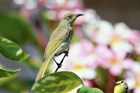 Brown Honeyeater - Lichmera indistincta  Australia,Brown Honeyeater,Eamw birds,Eamw honeyeaters,Geotagged,Lichmera indistincta,Summer