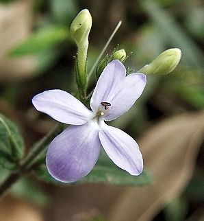 Pastel or love flower - Pseuderanthemum variabile  Australia,Eamw flora,Fall,Geotagged,Pseuderanthemum variabile