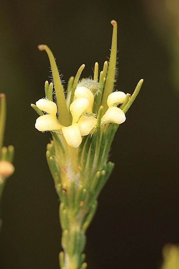 Gland flower - Adenanthos terminalis Female flower Adenanthos terminalis,Australia,Eamw flora,Geotagged,Gland Flower,Spring