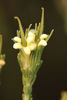 Gland flower - Adenanthos terminalis Female flower Adenanthos terminalis,Australia,Eamw flora,Geotagged,Gland Flower,Spring
