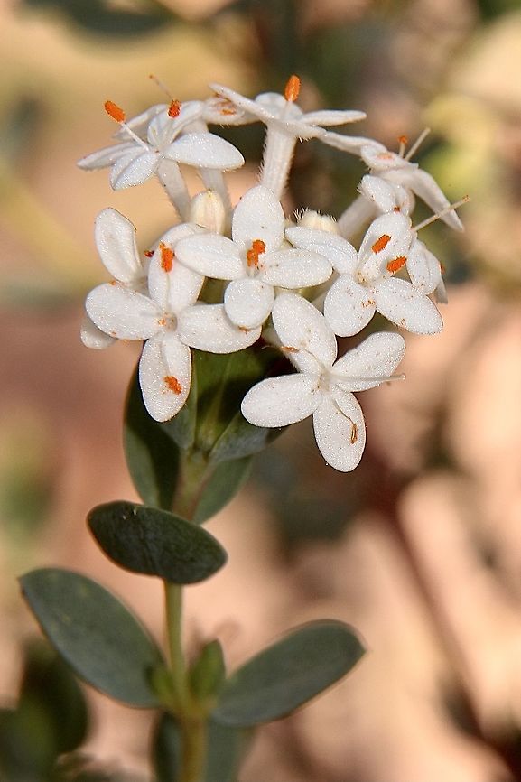 Smooth riceflower - Pimelea glauca  Australia,Eamw flora,Geotagged,Pimelea glauca,Winter