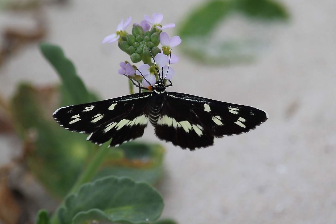 The Forest Day-moth - Cruria synopla  Australia,Cruria ew,Cruria synopla,Eamw moth,Forest Day-moth,Geotagged,Summer