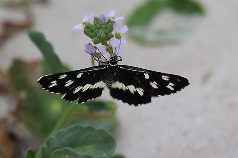 The Forest Day-moth - Cruria synopla  Australia,Cruria ew,Cruria synopla,Eamw moth,Forest Day-moth,Geotagged,Summer