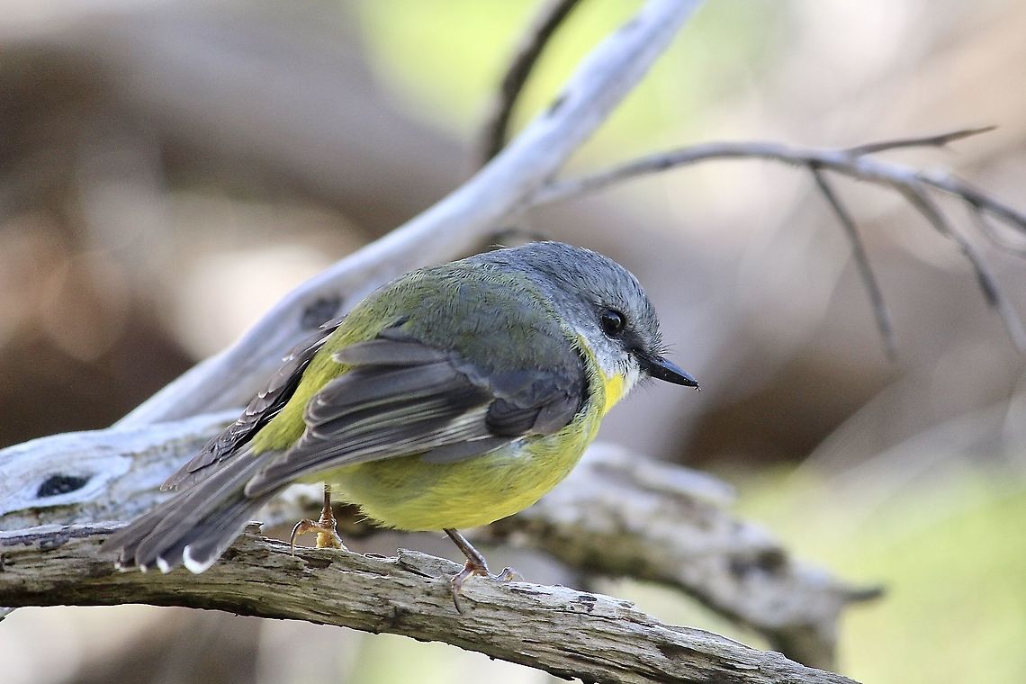 Eastern Yellow Robin - Eopsaltria australis Spotted 31.8.2014 Australia,Eamw birds,Eastern Yellow Robin,Eopsaltria australis,Geotagged