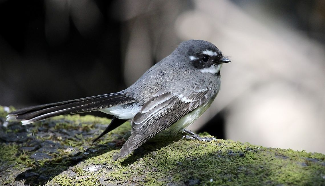 Grey Fantail -Rhipidura albiscapa  Australia,Birds Ingalalla,Eamw birds,Geotagged,Grey Fantail,Rhipidura albiscapa,Spring