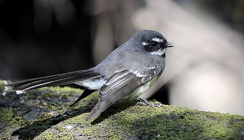 Grey Fantail -Rhipidura albiscapa  Australia,Birds Ingalalla,Eamw birds,Geotagged,Grey Fantail,Rhipidura albiscapa,Spring