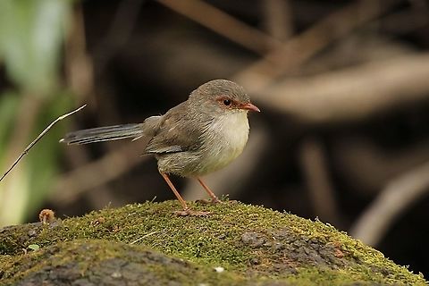 Superb Fairywren - Malurus cyaneus Female Australia,Eamw birds,Geotagged,Malurus cyaneus,Spring,Superb Fairywren