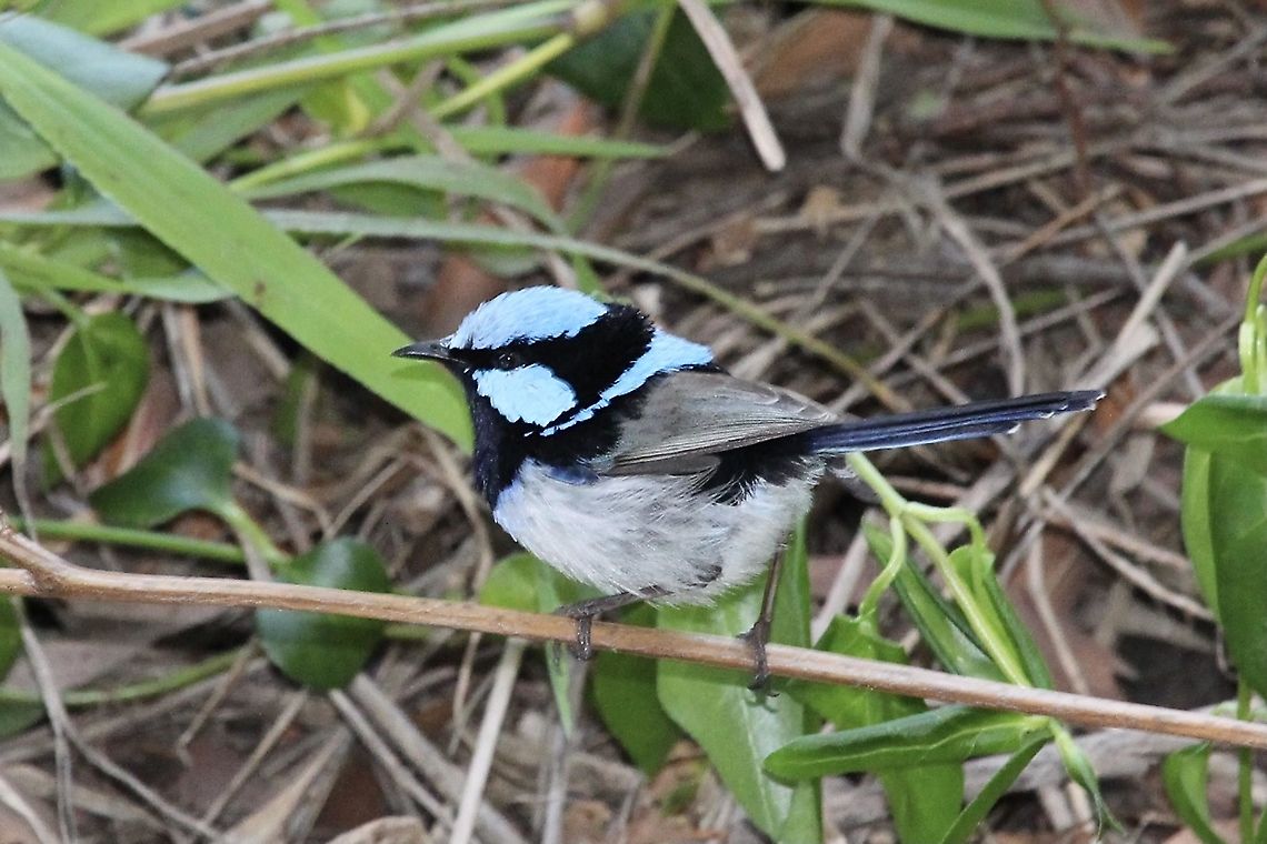 Superb Fairywren - Malurus cyaneus Male  Australia,Birds Ingalalla Falls,Eamw birds,Geotagged,Malurus cyaneus,Spring,Superb Fairywren