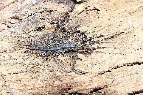 Genus - Allothereua Found under Eucalyptus tree bark Australia,Eamw centipede,Geotagged,Spring