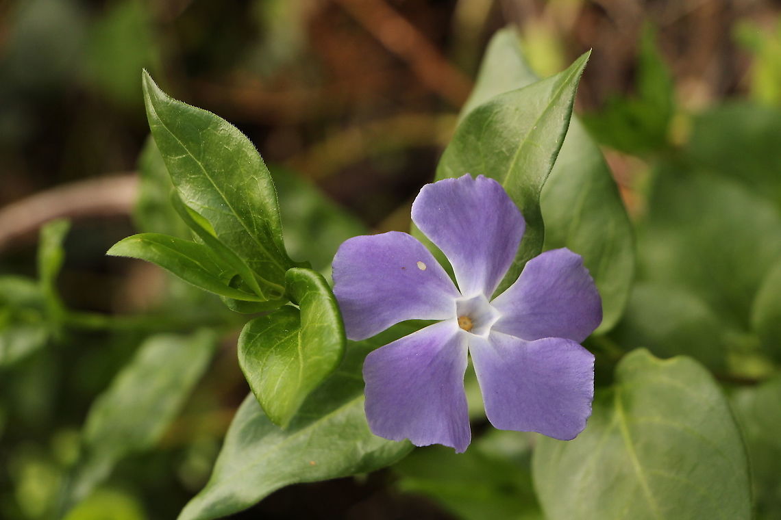 Blue periwinkle - Vinca major Introduced to Australia. Australia,Blue periwinkle,Eamw flora,Geotagged,Spring,Vinca major