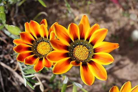 Treasure Flowers -  Genus Gazania Introduced garden flower gone wild . Large sections of coastal hills are covered with this introduced plant. Australia,Eamw flora,Geotagged,Spring