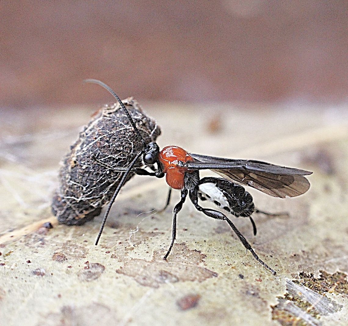 Unidentified species of Ichneumon wasp. Trying to move a encapsulated insect, but could be something else. Australia,Eamw wasps,Geotagged,Summer