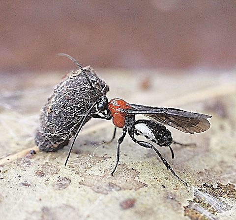 Unidentified species of Ichneumon wasp. Trying to move a encapsulated insect, but could be something else. Australia,Eamw wasps,Geotagged,Summer