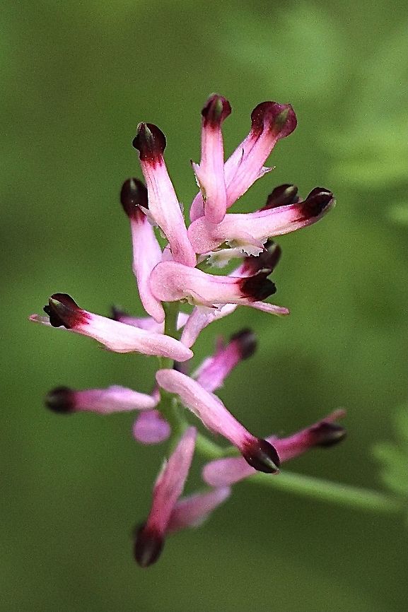 Common Raamping- Fumitory - Fumaria muralis In introduced species and considered a weed. Australia,Common Ramping-Fumitory,Eamw flora,Fumaria muralis,Geotagged,Spring