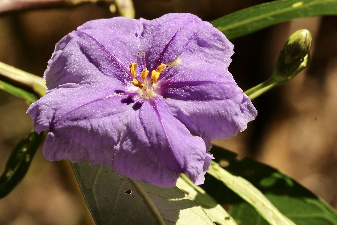 Flower of Kangaroo apple - Solanum laciniatum Solanums (bush tomatoes or kangaroo apple)<br />
Several common vegetables (ie. eggplant, tomato, potato and capsicum) are in the genus - Solanum (though not native to Australia). There are around 80 species of Solanum that are native to Australia<br />
The fruits of some Solanum species are edible, however others are poisonous.<br />
<br />
<a href="https://www.acs.edu.au/Info/Hospitality/Ecotourism/Bushtucker.aspx" rel="nofollow">https://www.acs.edu.au/Info/Hospitality/Ecotourism/Bushtucker.aspx</a> Australia,Eamw flora,Geotagged,Solanum laciniatum,Spring