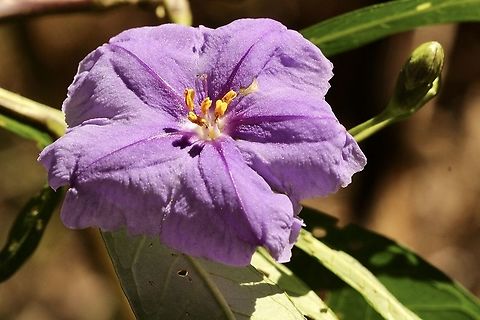 Flower of Kangaroo apple - Solanum laciniatum Solanums (bush tomatoes or kangaroo apple)
Several common vegetables (ie. eggplant, tomato, potato and capsicum) are in the genus - Solanum (though not native to Australia). There are around 80 species of Solanum that are native to Australia
The fruits of some Solanum species are edible, however others are poisonous.

https://www.acs.edu.au/Info/Hospitality/Ecotourism/Bushtucker.aspx Australia,Eamw flora,Geotagged,Solanum laciniatum,Spring