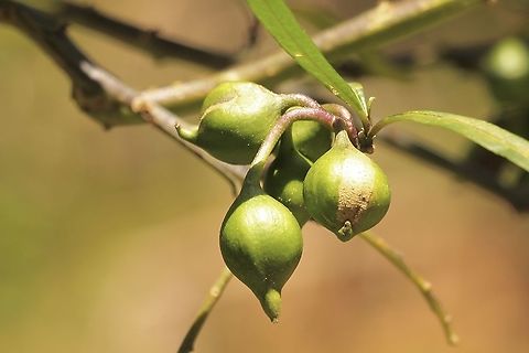 Kangaroo apple - Solanum laciniatum Fruit but not ripe yet. All green parts of the plant, and the unripe fruits, are poisonous. Australia,Eamw flora,Geotagged,Solanum laciniatum,Spring