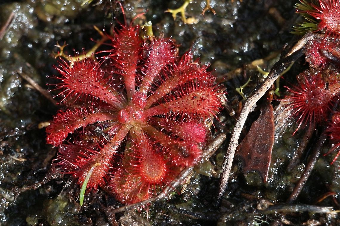 Spoon -leaved sundew - Drosera spatulata  Australia,Drosera spatulata,Eamw flora,Eamw sundews,Geotagged,Spoon-leaved sundew,Winter