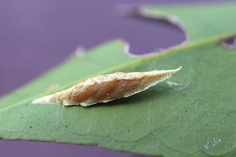 Snake Mantis  - Kongobatha diademata Egg capsual attached to top of a leaf. Australia,Eamw mantids,Geotagged,Kongobatha diademata,Snake Mantis,Winter