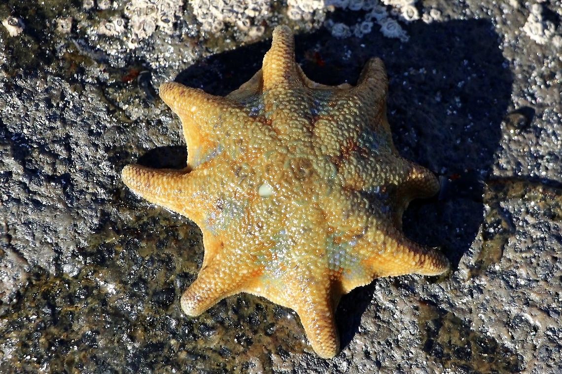 Carpet Sea Star- Meridiastra calcar Washed up on beach Australia,Fall,Geotagged,Patiriella calcar,eamw marine invertebrates