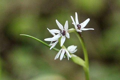Wurmbea uniflora  Australia,Eamw flora,Geotagged,Wurmbea uniflora