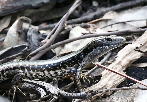 Heatwole‘s water skink - Eulamprus heatwolei  Australia,Eamw reptiles,Eulamprus heatwolei,Geotagged,Winter