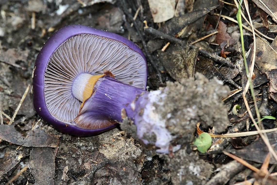 Cortinarius archeri Gill formation. Australia,Cortinarius archeri,EW cortinarius,Eamw fungi,Geotagged,Winter