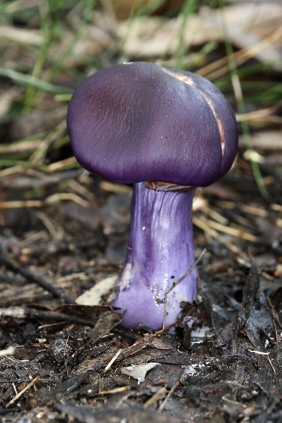 Cortinarius archeri  Australia,Cortinarius,Cortinarius archeri,EW cortinarius,Eamw fungi,Geotagged,Winter