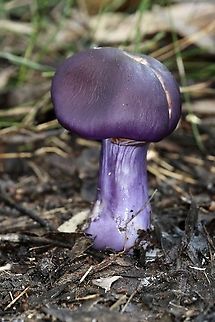 Cortinarius archeri  Australia,Cortinarius,Cortinarius archeri,EW cortinarius,Eamw fungi,Geotagged,Winter