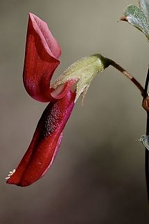 Dusky coral pea - Kennedia rubicunda  Australia,Dusky coral pea,Eamw flora,Geotagged,Kennedia rubicunda