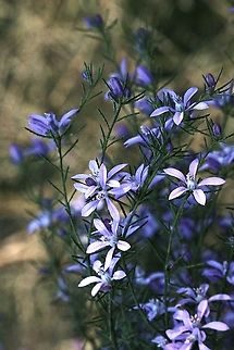 Philotheca salsolifolia Australia,Eamw flora,Geotagged,Philotheca salsolifolia,Winter
