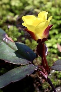 Toothed guinea flower - Hibbertia dentata Flower in process of opening up. Australia,Eamw flora,Geotagged,Hibbertia dentata,Toothed guinea flower,Winter