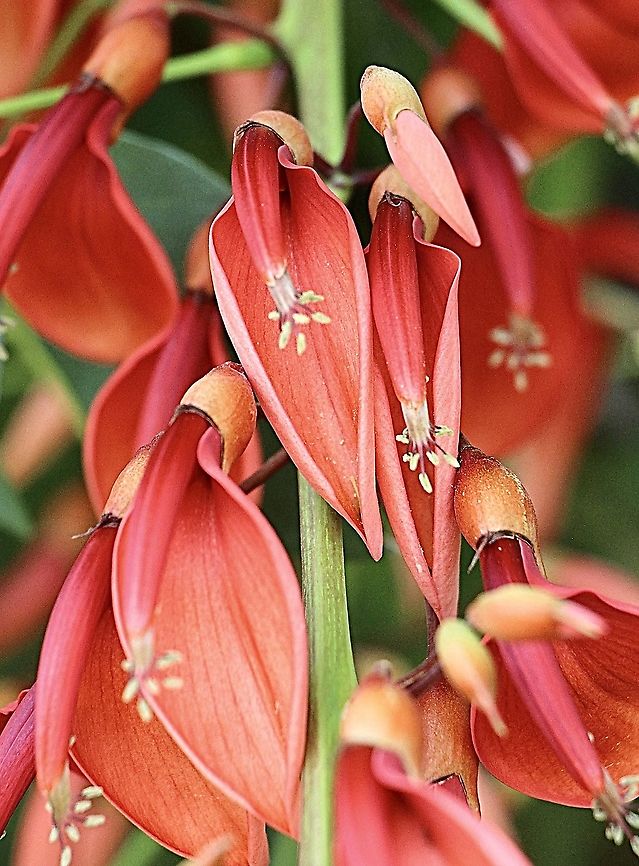 Coral tree   Genus - Erythrina  Australia,Eamw flora,Geotagged,Spring