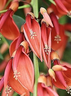 Coral tree   Genus - Erythrina  Australia,Eamw flora,Geotagged,Spring