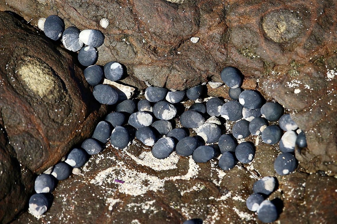 Black nerita - Nerita melanotragus  Australia,Geotagged,Nerita melanotragus,Winter,eamw marine invertebrates