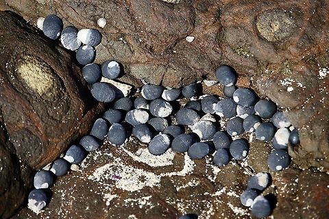 Black nerita - Nerita melanotragus  Australia,Geotagged,Nerita melanotragus,Winter,eamw marine invertebrates
