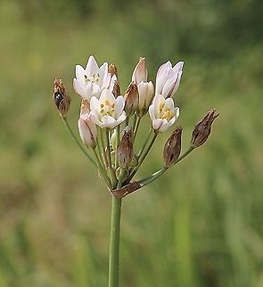 Onion weed - Nothoscordum gracile Introduced from South America. Australia,Eamw flora,False Garlic,Geotagged,Nothoscordum gracile,Spring