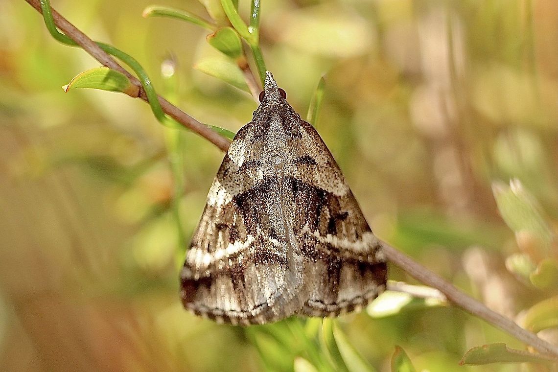 White-barred moth - Dichromodes stilbiata  Australia,Dichromodes,Dichromodes stilbiata,Eamw moth,Geotagged,White-barred Heath Moth,Winter